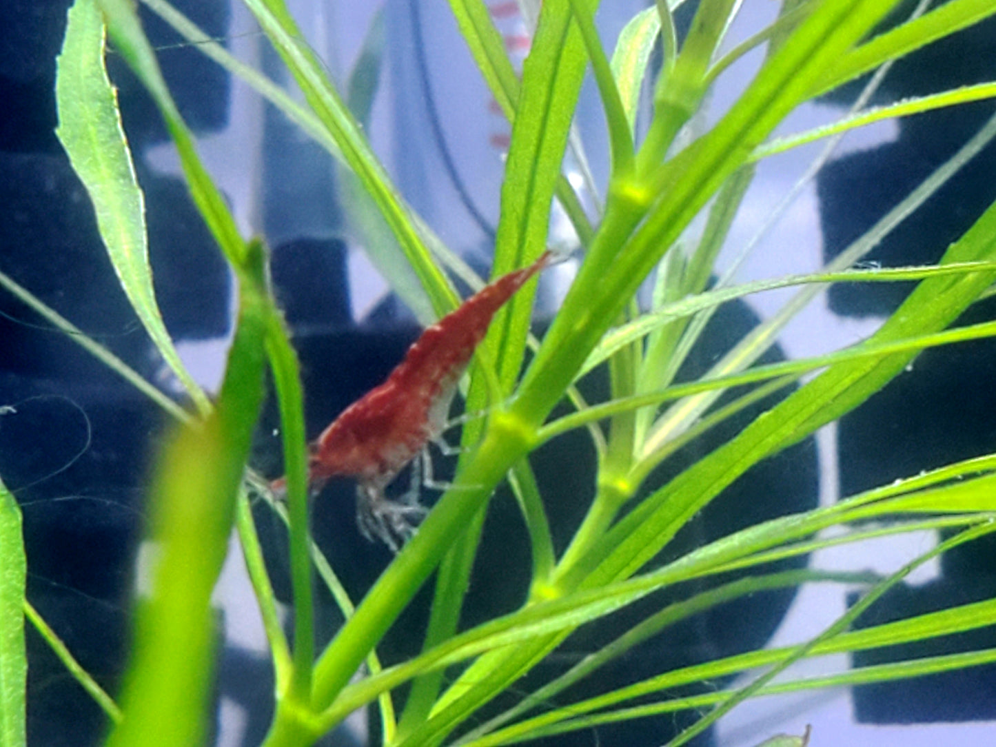 Super Red Cherry Shrimp