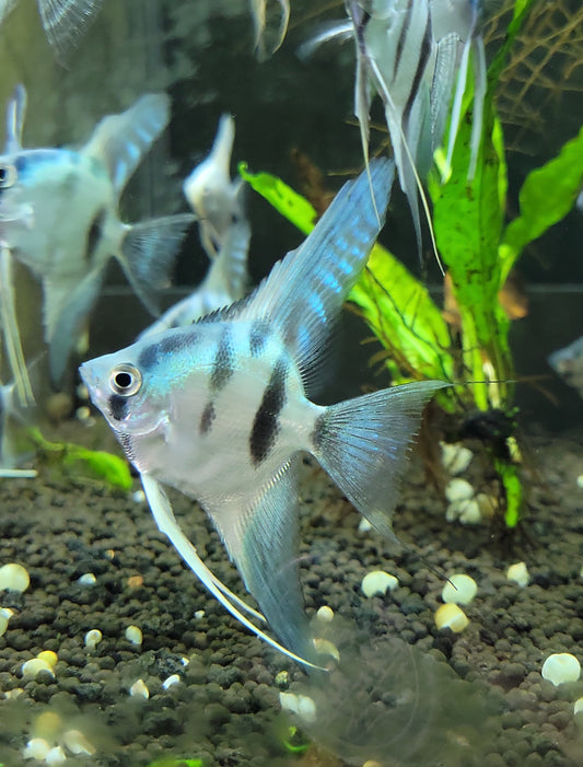 Philippine Blue Angelfish